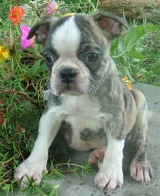 Blue  Brindle Boston Terrier Puppy